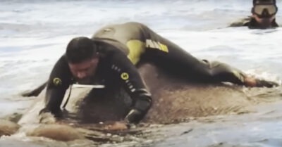 Моряки глубоко в море наткнулись на странное существо 