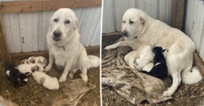 Собака усыновила козлёнка, отвергнутого матерью, и воспитывает его как одного из своих щенков!