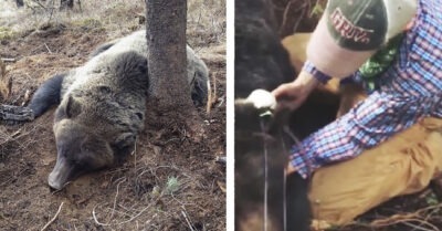 Лесник встретил в лесу  обессиленного медведя в капкане и рискнул помочь зверю