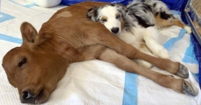 Больной теленок лежит один на земле, пока на помощь не приходит собака!