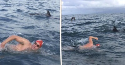 Отважная стая дельфинов спасла человека от 6-футовой акулы, образовав вокруг него защитный круг!