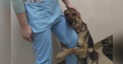 После 547 дней пребывания в одиночестве собака по кличке Фар крепко обняла персонал приюта, умоляя не оставлять ее одну.