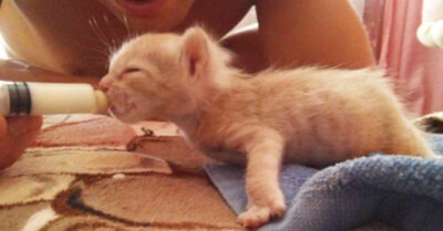 Бросили котенка из-за проблем с лапами: Какой «лев» вырос из этого малыша