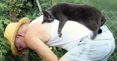 Уморительные моменты с животными, которые поднимут настроение