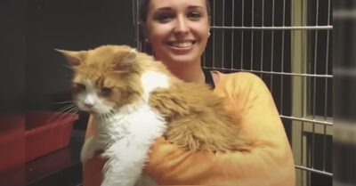 Огромного кота судорожно сдали в приют, не договаривая причину поступка. Но гигант все равно любил людей