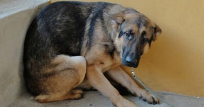 Немецкая овчарка, сидела в клетке и ждала своей участи. Он пытался вернуться к хозяину, но попал в руки отлова собак