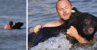 Мужчина спас тонущего медведя: развязка ошеломила