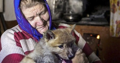 Подслеповатая старушка за последние деньги купила собачку. А она не лает. Странно
