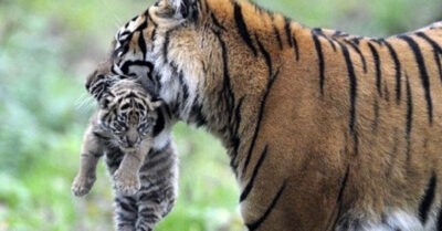 Тигрица принесла раненого детеныша к людям для помощи и отблагодарила их за заботу