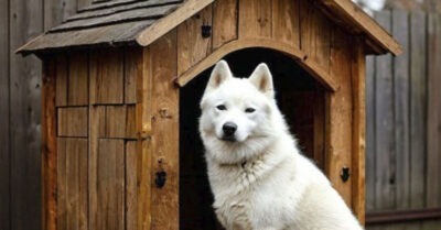 Собака прятала в будке странный сверток и грозно охраняла его.