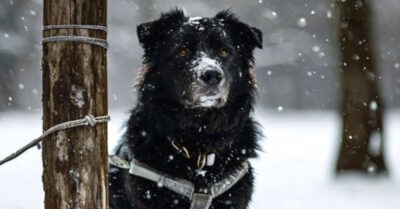 Возле cобаки привязанной к столбу была записка