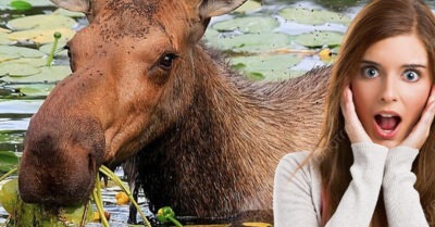 Женщина спасла тонущего лося, через несколько минут он сделал нечто неожиданное