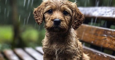 Возвращаясь из школы, Лера заметила трясущегося щенка под скамейкой и не смогла пройти мимо