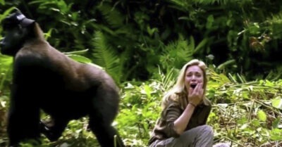 Громадная горилла изловила одинокую девушку в джунглях и уволокла к себе в пещеру