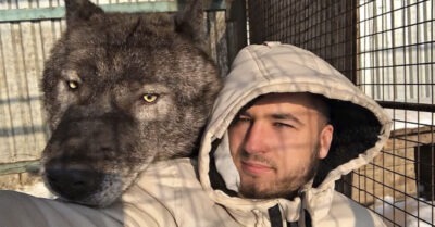 Парень нашел брошенного щенка в лесу. Однако, когда малыш подрос, стало ясно, что это совсем не пес