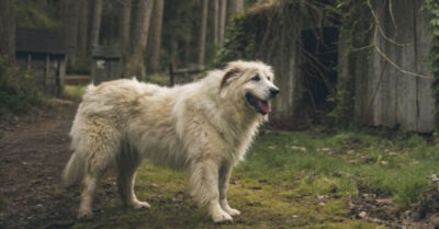 Собака привела полицейских в лес — увиденное их ошеломило