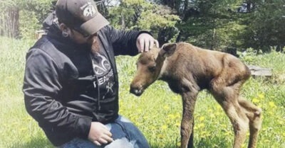 Парень нашел брошенного лосенка в лесу и решил помочь. Однако, когда зверь вырос, то пришел из леса не один