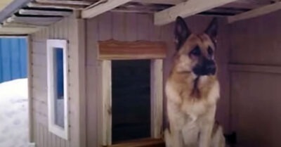 Собака отказалась заходить в теплую будку, стоя на морозе. Хозяин решил заглянуть внутрь и увидел другого зверя