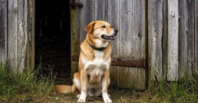 Уже третий день пёс не отходил от сарая, жалобно скуля и привлекая внимание. Лишь после этого люди наконец-то открыли двери…