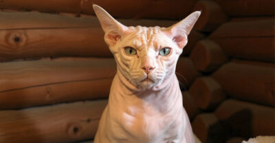 Лысый ангел во хрущевском сарае