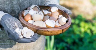 3 года мужичок собирал яичную скорлупу от всех родственников. Соседи усмехались, а потом узнали секрет и стали делать также