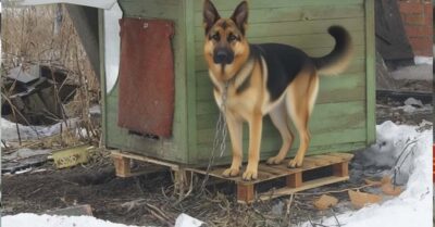 Дворняга завывала всю ночь, не давая хозяйке отсыпаться. Глянув утром в ее будку, женщина застыла в испуге