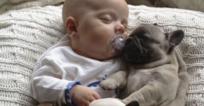 На записи с инфракрасной камеры двухлетний мальчик засыпает среди новорождённых щенков ротвейлера. Проснувшаяся мать-собака, чей инстинкт должен был диктовать одно, совершает невозможное