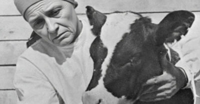 СССР 1957 год. Главный механик выгнал жену-фронтовичку ради доярки с накрашенными губами, а та ему тут же рога наставила — история, от которой сгорело всё село и задумался райком!