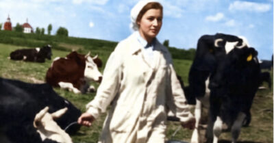 Гордая столичная выпускница приехала на заброшенную ферму с дипломом в руках и пренебрежением в сердце, чтобы учить других. Но старый коровник и руки доярки, говорящие с животными на языке тишины и доверия, преподали ей урок, которого не было ни в одном учебнике