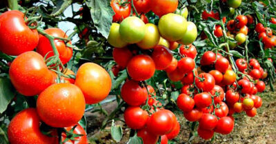 Календарь посадки томатов в 2026 году: когда сеять помидоры на рассаду и высаживать в грунт