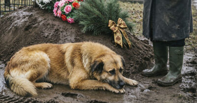 На похоронах соседа — всего трое. А на девятый день к его двери явилась рыжая собака. Кто она? И почему именно сегодня? Читайте, если не боитесь ответов